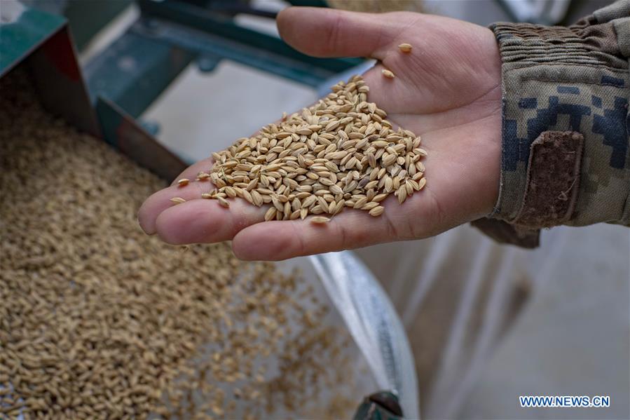 A staff member examines harvested rice crop at a rice lab under Xinjiang Academy of Agricultural Sciences in Wensu County of Aksu Prefecture, northwest China