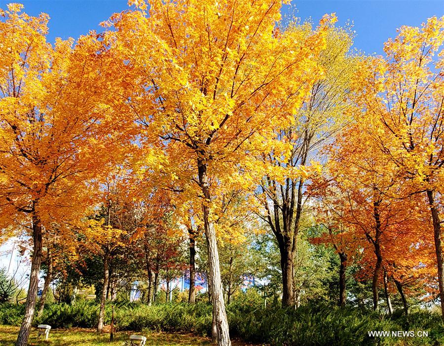 Photo taken on Oct. 14, 2020 shows the autumn scenery at a park in Ordos, north China