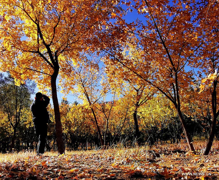 A citizen takes photos of the autumn scenery among golden birch leaves and red maple leaves at a park in Ordos, north China