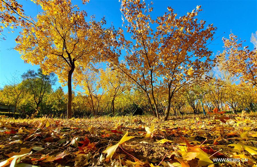 Photo taken on Oct. 16, 2020 shows the autumn scenery at a park in Ordos, north China