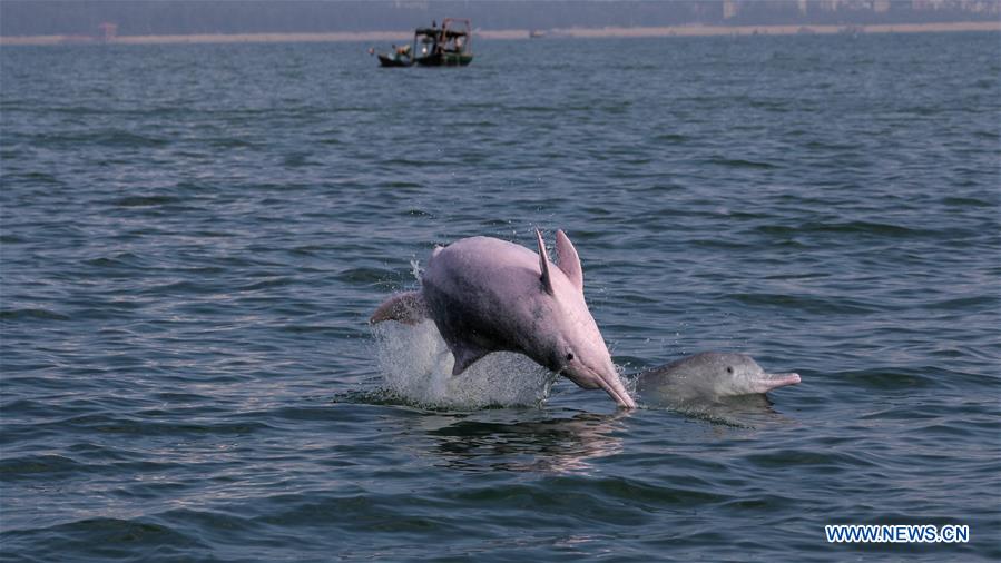 Photo taken on Oct. 12, 2019 shows a Chinese white dolphin bursting through the surface in Sanniang bay in Qinzhou City, south China
