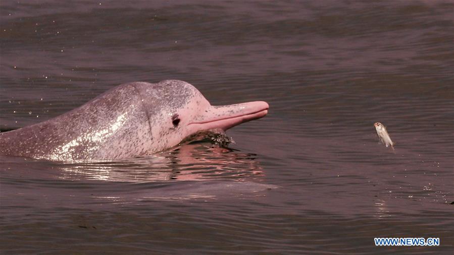 Photo taken on Aug. 28, 2020 shows a Chinese white dolphin hunting in Sanniang bay in Qinzhou City, south China