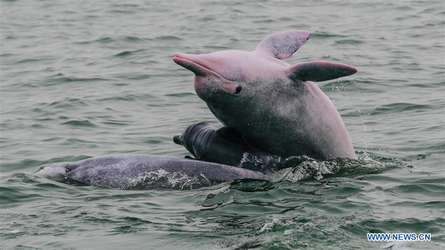 Photo taken on April 14, 2020 shows three Chinese white dolphins playing in Sanniang bay in Qinzhou City, south China