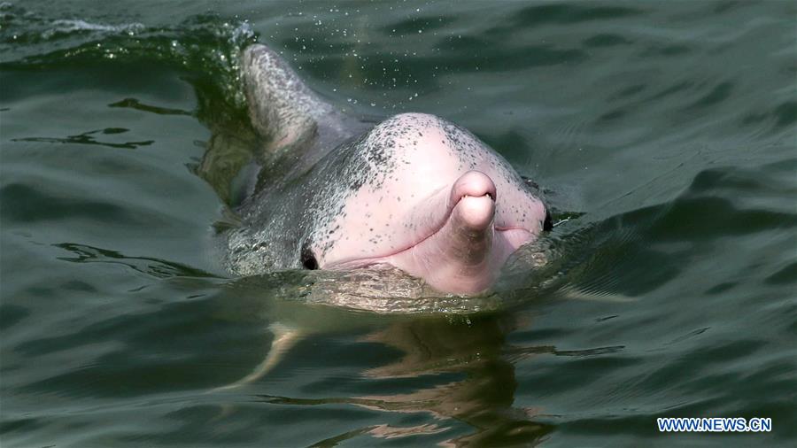 Photo taken on Aug. 30, 2020 shows a Chinese white dolphin rising to the surface in Sanniang bay in Qinzhou City, south China