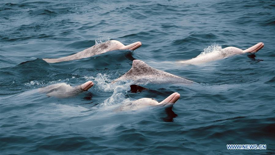 Photo taken on April 14, 2020 shows a group of Chinese white dolphins rising to the surface in Sanniang bay in Qinzhou City, south China