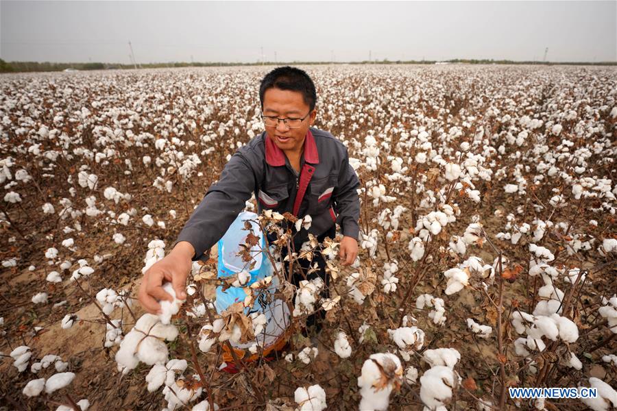 A farmer harvests cotton in a field in Wangdaozhai Township of Nangong City, north China