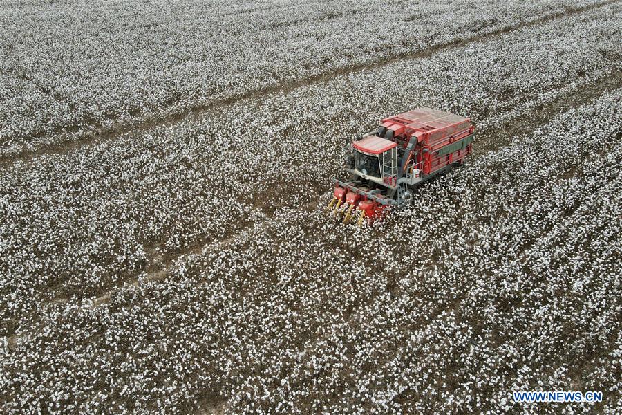 Aerial photo taken on Oct. 27, 2020 shows a cotton picker working in a field in Wangdaozhai Township of Nangong City, north China