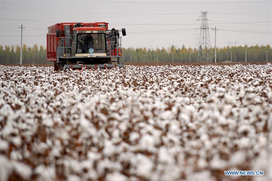 A cotton picker works in a field in Wangdaozhai Township of Nangong City, north China