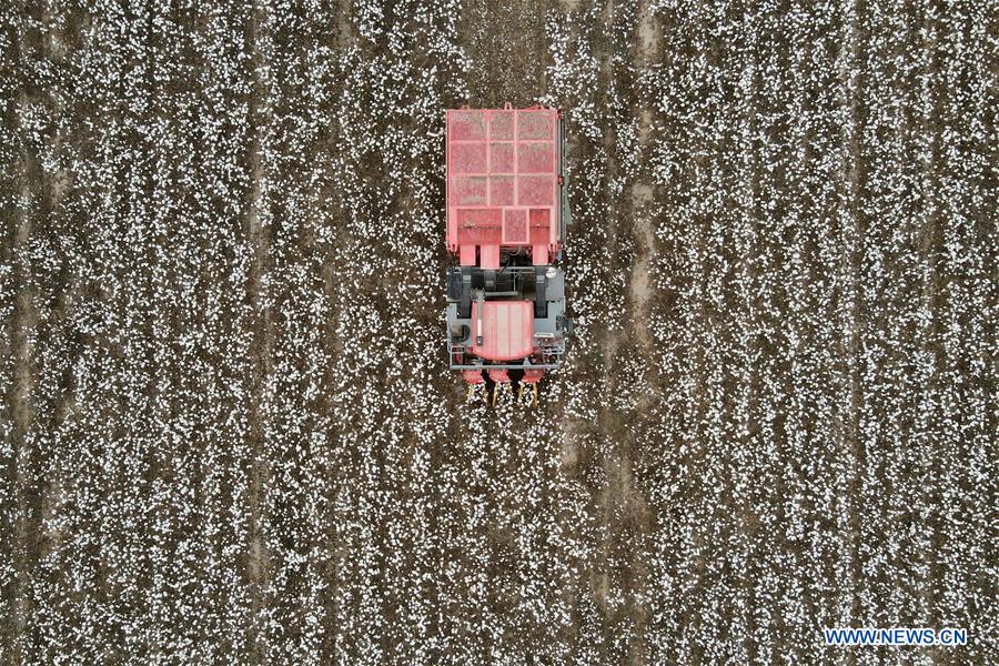 Aerial photo taken on Oct. 27, 2020 shows a cotton picker working in a field in Wangdaozhai Township of Nangong City, north China
