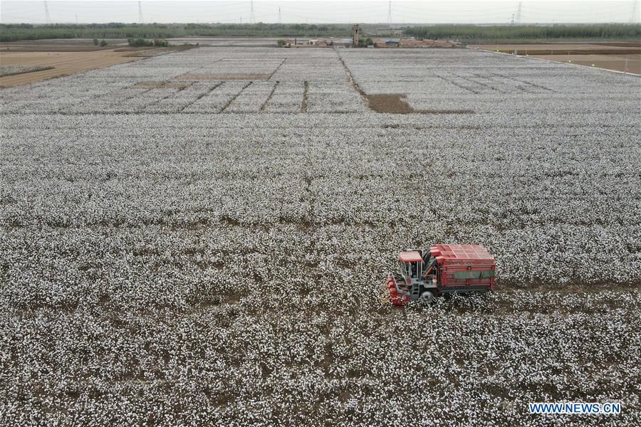 Aerial photo taken on Oct. 27, 2020 shows a cotton picker working in a field in Wangdaozhai Township of Nangong City, north China