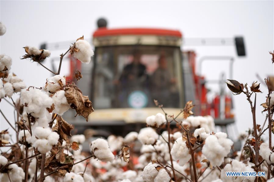 A cotton picker works in a field in Wangdaozhai Township of Nangong City, north China