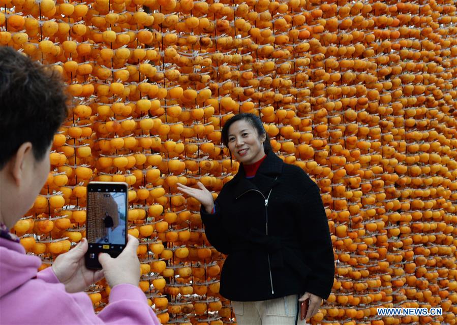 A tourist poses for photos with harvested persimmons in Maquangou Village of Pinglu County, north China