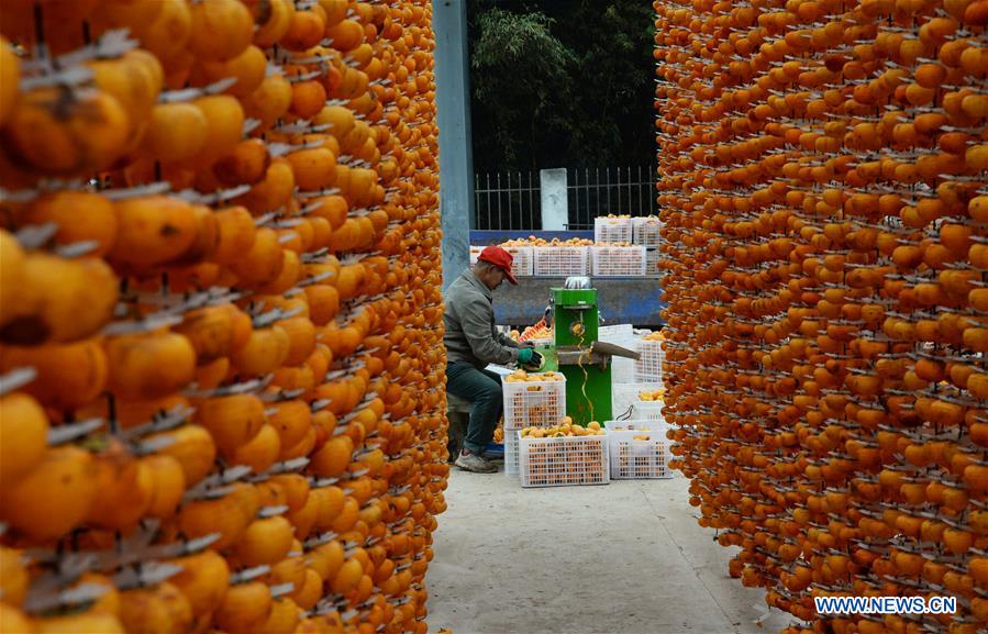 A farmer processes fresh persimmons to make them into dried snacks in Maquangou Village of Pinglu County, north China