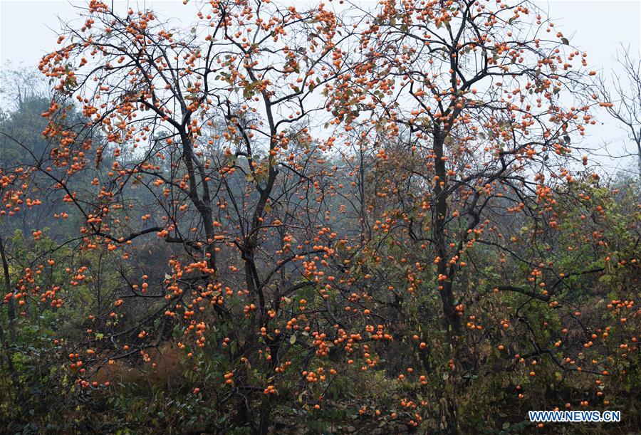Photo taken on Oct. 27, 2020 shows fruiting persimmon trees in Maquangou Village of Pinglu County, north China