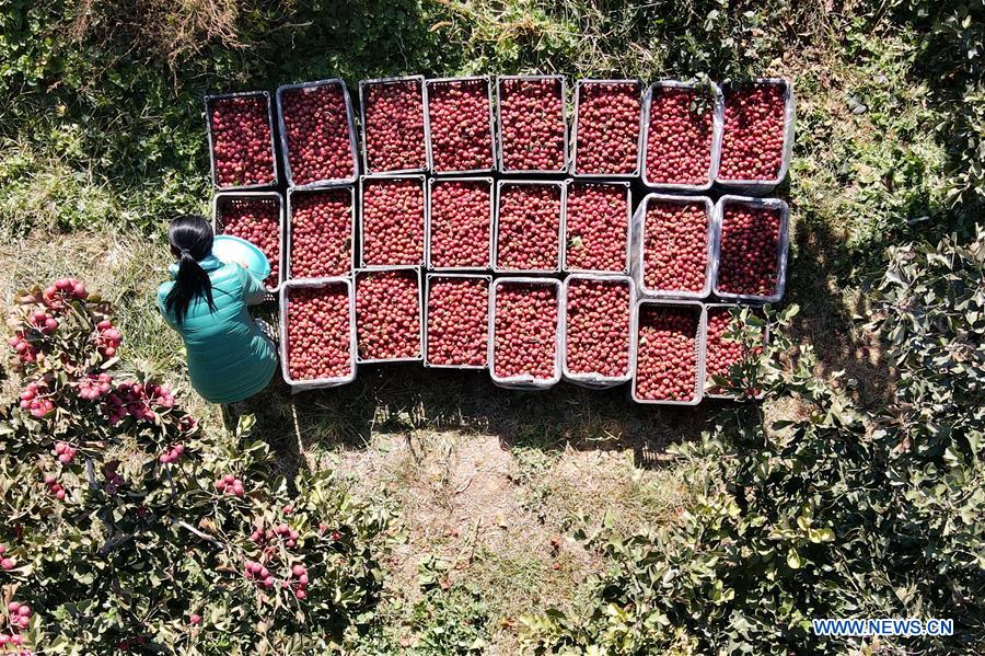 Aerial photo taken on Oct. 30, 2020 shows a villager arranging newly-picked haws at an orchard in Huayuan Village of Gexianzhuang Township in Qinghe County, north China