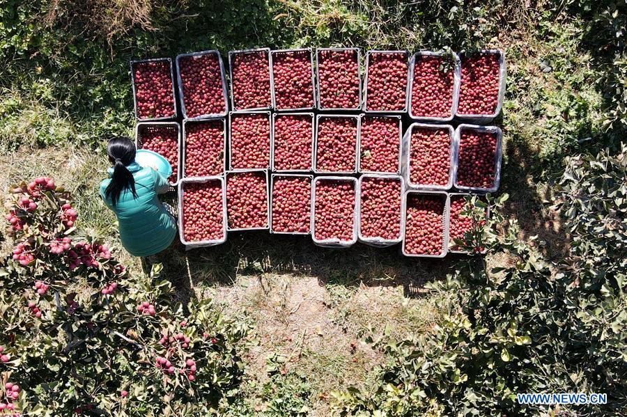 Aerial photo taken on Oct. 30, 2020 shows a villager arranging newly-picked haws at an orchard in Huayuan Village of Gexianzhuang Township in Qinghe County, north China