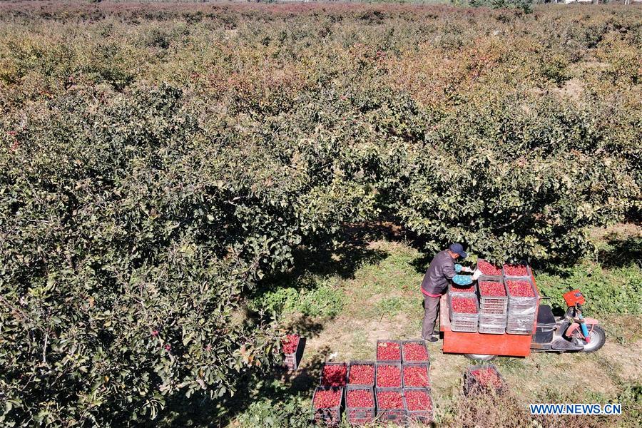 Aerial photo taken on Oct. 30, 2020 shows a villager arranging newly-picked haws at an orchard in Huayuan Village of Gexianzhuang Township in Qinghe County, north China