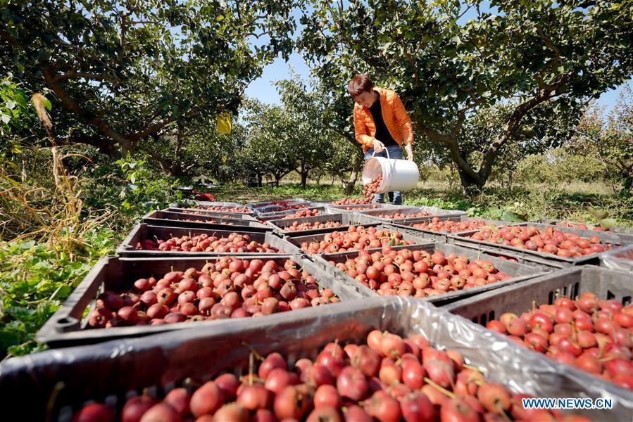 A villager arranges newly-picked haws at an orchard in Huayuan Village of Gexianzhuang Township in Qinghe County, north China