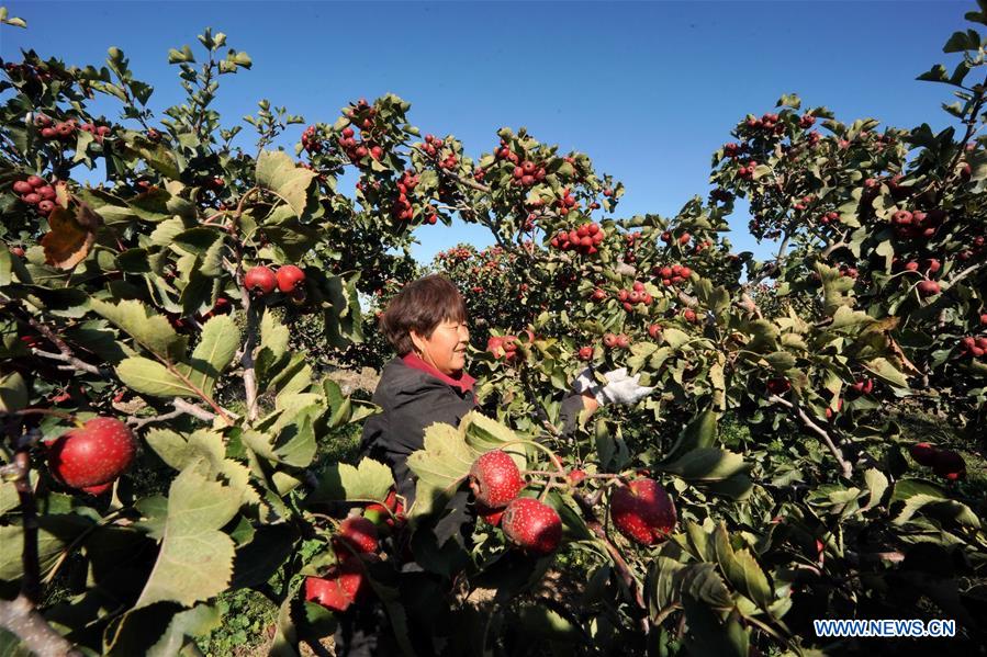 A villager picks haws at an orchard in Huayuan Village of Gexianzhuang Township in Qinghe County, north China