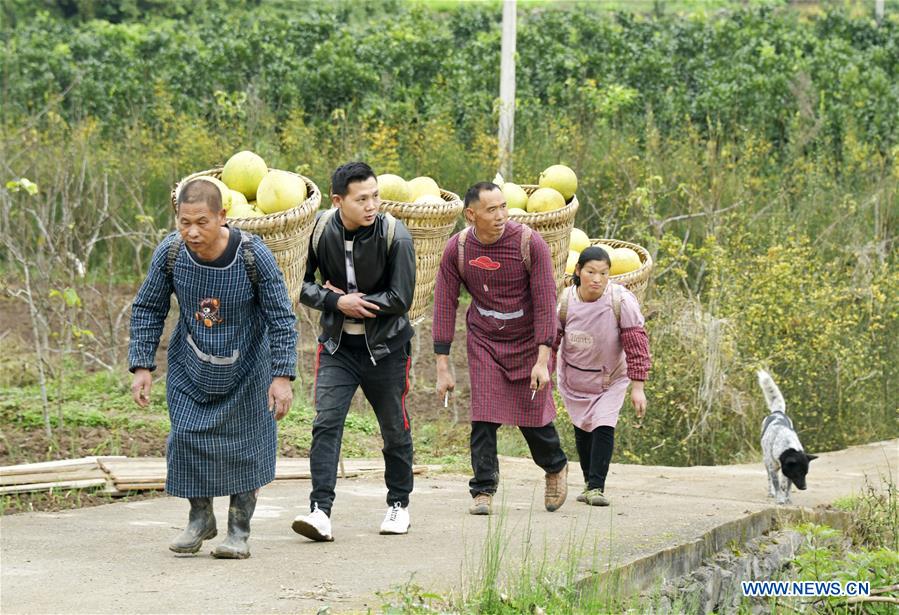 Farmers carry pomelos in Zunyi City, southwest China
