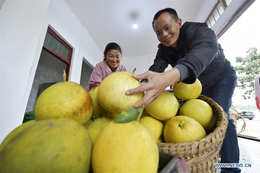 Farmers arrange pomelos in Zunyi City, southwest China