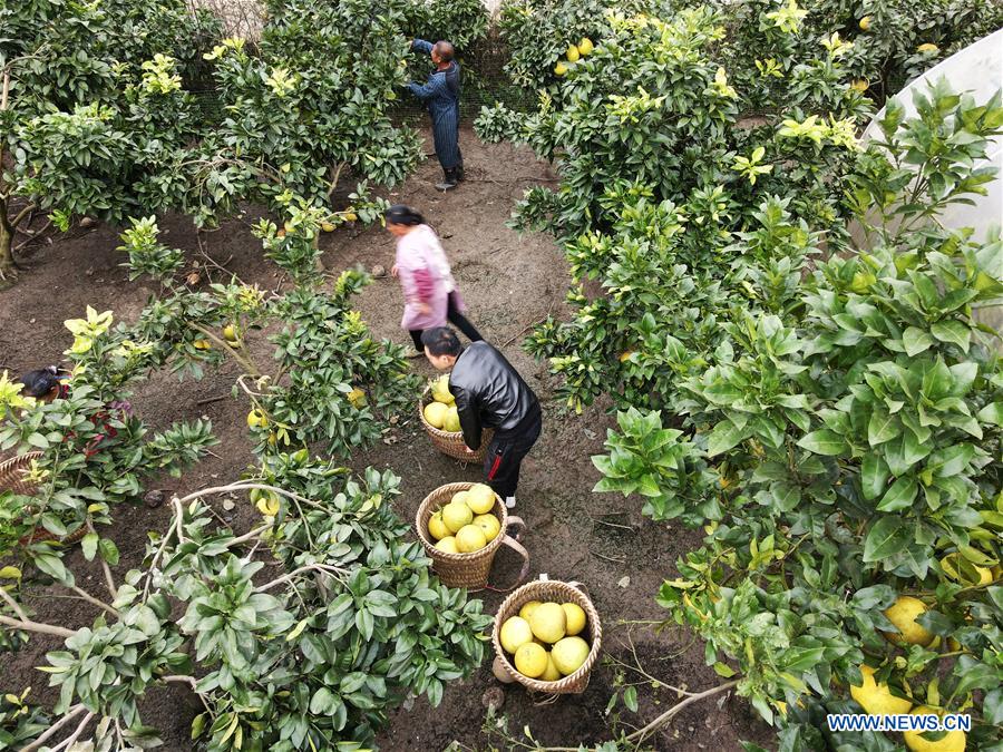 Aerial photo taken on Oct. 31, 2020 shows farmers carrying pomelos at an orchard in Zunyi City, southwest China