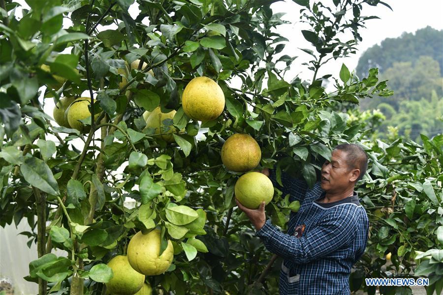 A farmer picks pomelos at an orchard in Zunyi City, southwest China