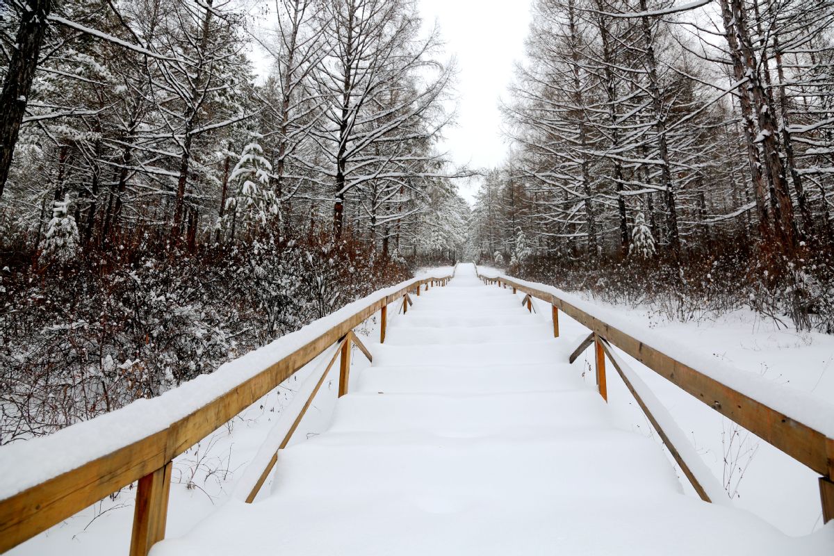 After a heavy snow, the frozen rime on trees turned Huzhong district in Daxinganling region of Heilongjiang province into a dreamy landscape. [Photo by Feng Hongwei/For chinadaily.com.cn]