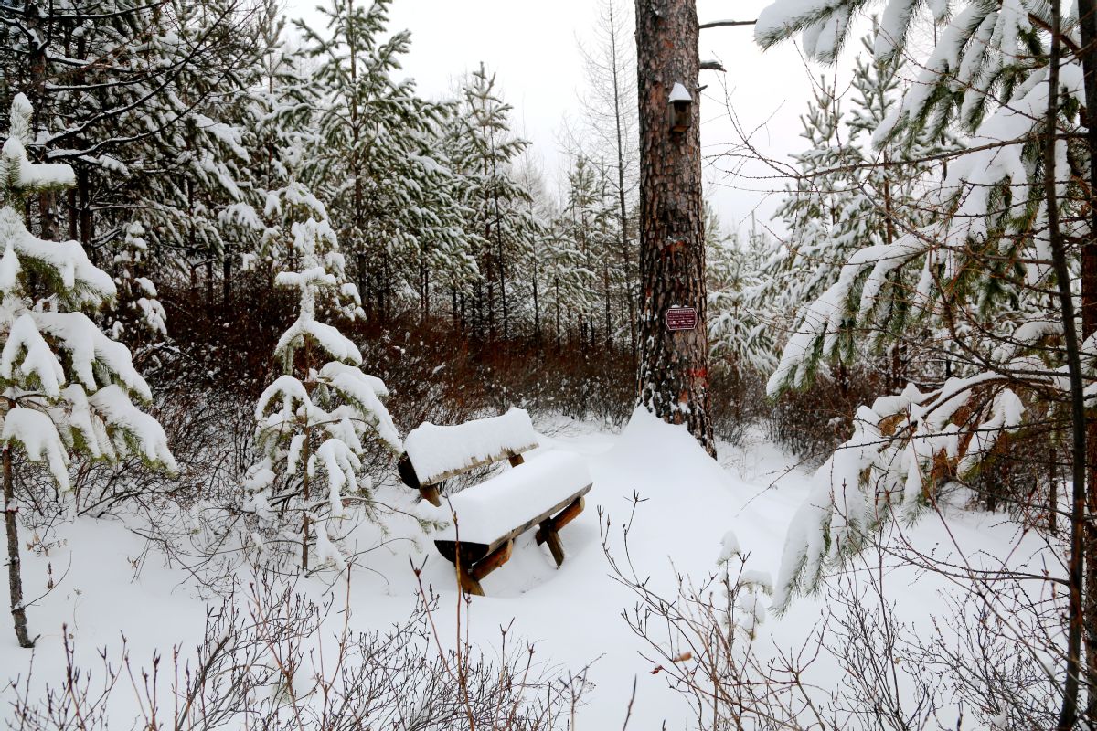 fter the heavy snow, the frozen rime on trees turned Huzhong district into a dreamy landscape. [Photo by Feng Hongwei/For chinadaily.com.cn]