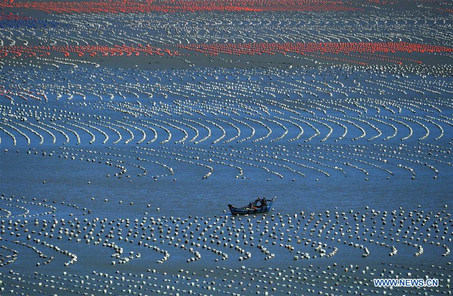 Photo taken on Nov. 10, 2020 shows a fishing boat sailing on an aquaculture farming area in Xiaocheng Township, Lianjiang County, southeast China