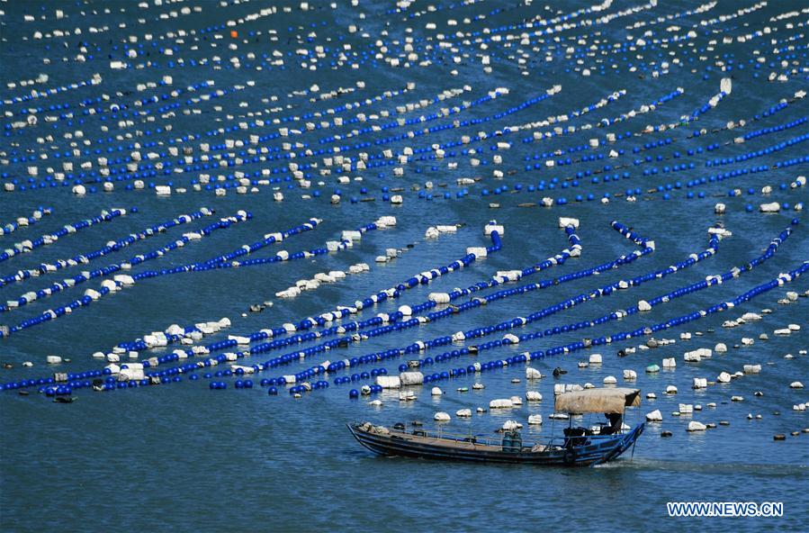 Photo taken on Nov. 10, 2020 shows a fishing boat sailing on an aquaculture farming area in Lianjiang County, southeast China