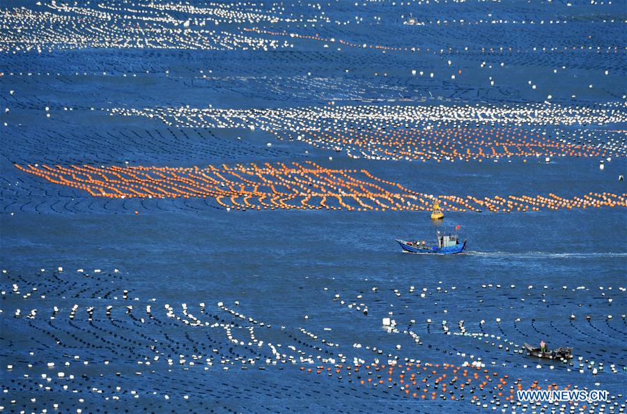 Photo taken on Nov. 10, 2020 shows fishing boats sailing on an aquaculture farming area in Ankai Township, Lianjiang County, southeast China