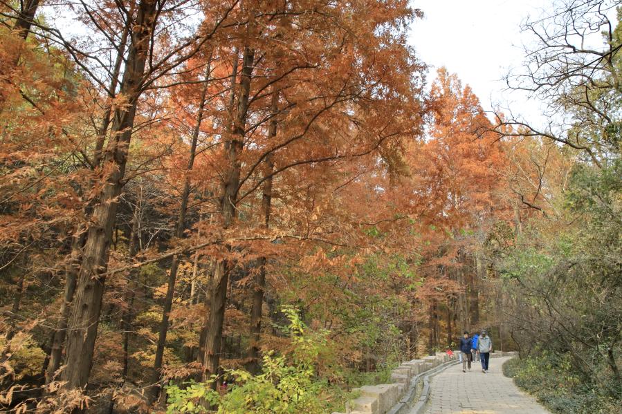 Vsitors walk through the redwood forest in Beijing Botanical Garden in Beijing, capital of China, Nov. 11, 2020. (Photo by Liu Xianguo/Xinhua)