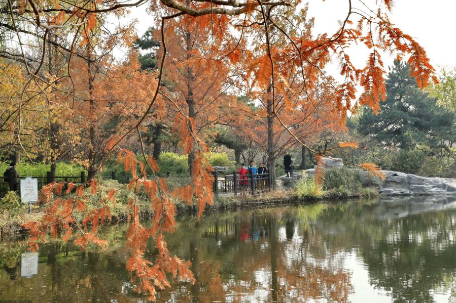 Photo taken on Nov. 11, 2020 shows visitors taking photos of redwood in Beijing Botanical Garden in Beijing, capital of China. (Photo by Liu Xianguo/Xinhua)