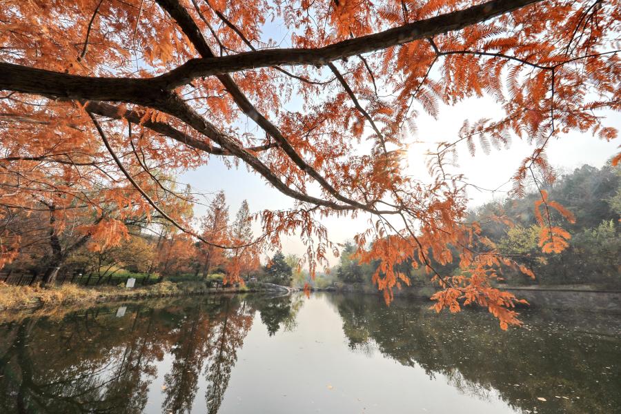 Photo taken on Nov. 11, 2020 shows redwood in Beijing Botanical Garden in Beijing, capital of China. (Photo by Liu Xianguo/Xinhua)