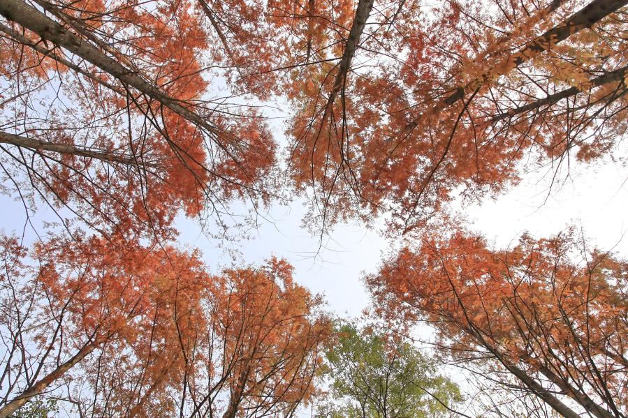 Photo taken on Nov. 11, 2020 shows redwoods in Beijing Botanical Garden in Beijing, capital of China. (Photo by Liu Xianguo/Xinhua）