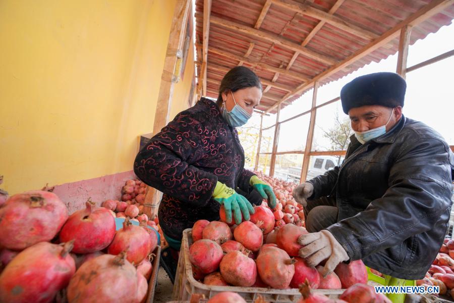Villagers arrange harvested pomegranates in Piyalma Township of Pishan County in Hotan Prefecture, northwest China