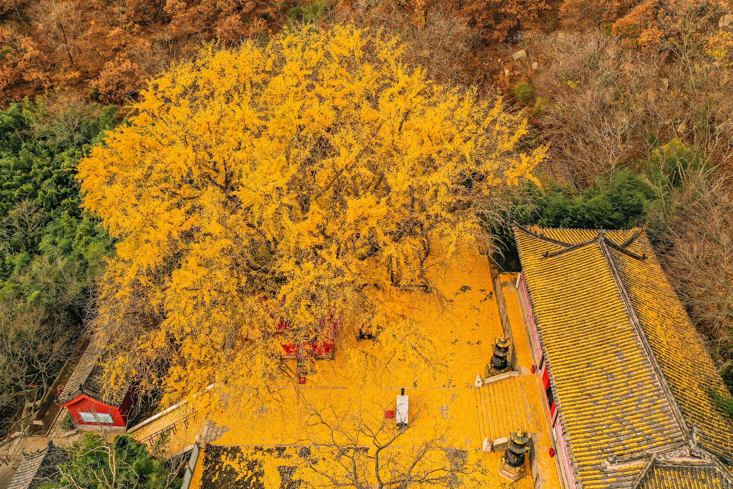 The vast stretch of the ancient golden ginkgo tree and fallen leaves at Shengshui Taoist Temple offers up a stunning early winter view. [Photo by Li Xinjun/for chinadaily.com.cn]The millennium ginkgo tree at Shengshui Taoist Temple has gone viral on social media and become a popular early winter destination in Rongcheng, a county-level city in Weihai, Shandong province.