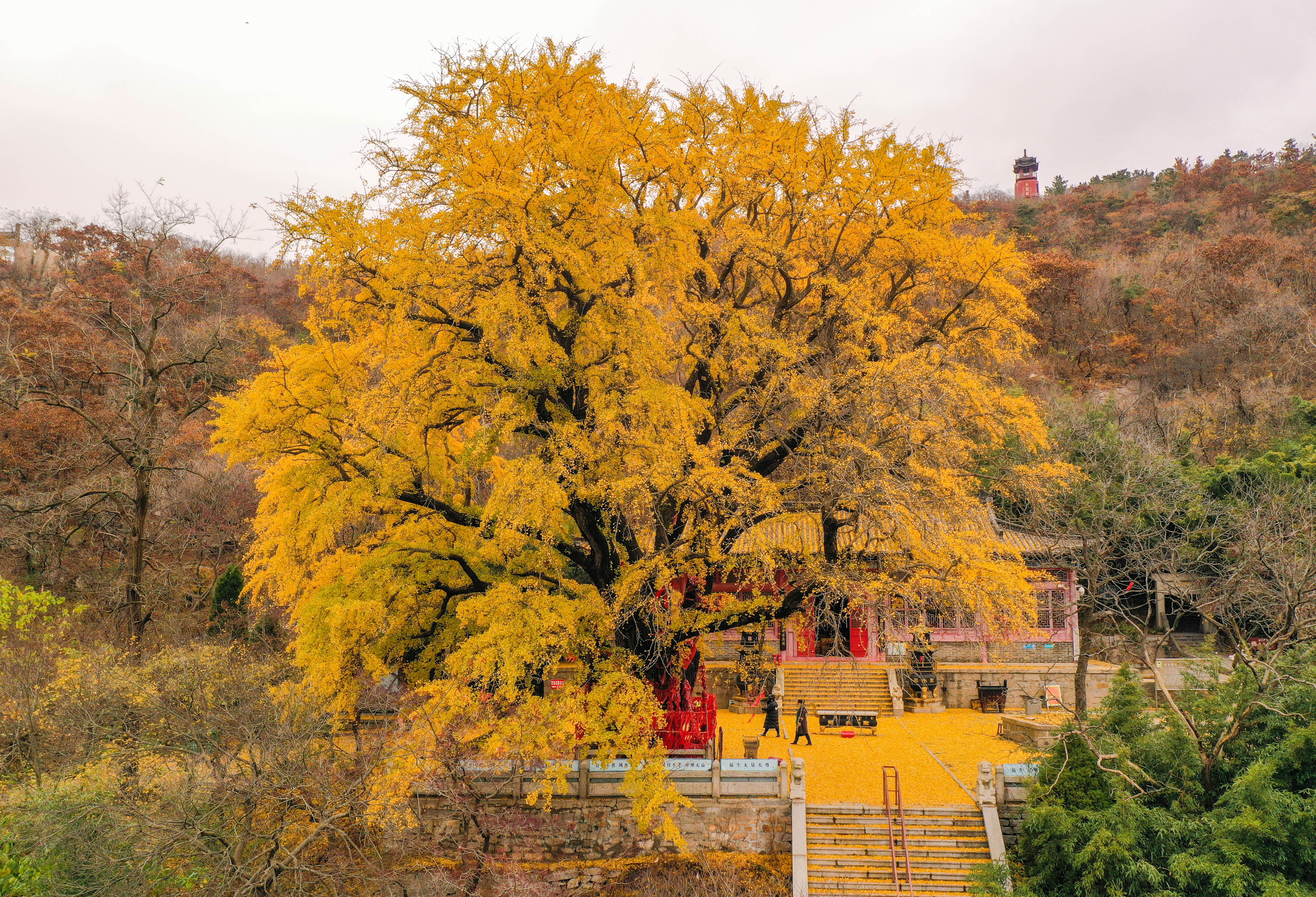 Now is the best time to appreciate the ancient ginkgo tree, as the leaves turn gold in early winter. [Photo by Li Xinjun/for chinadaily.com.cn]