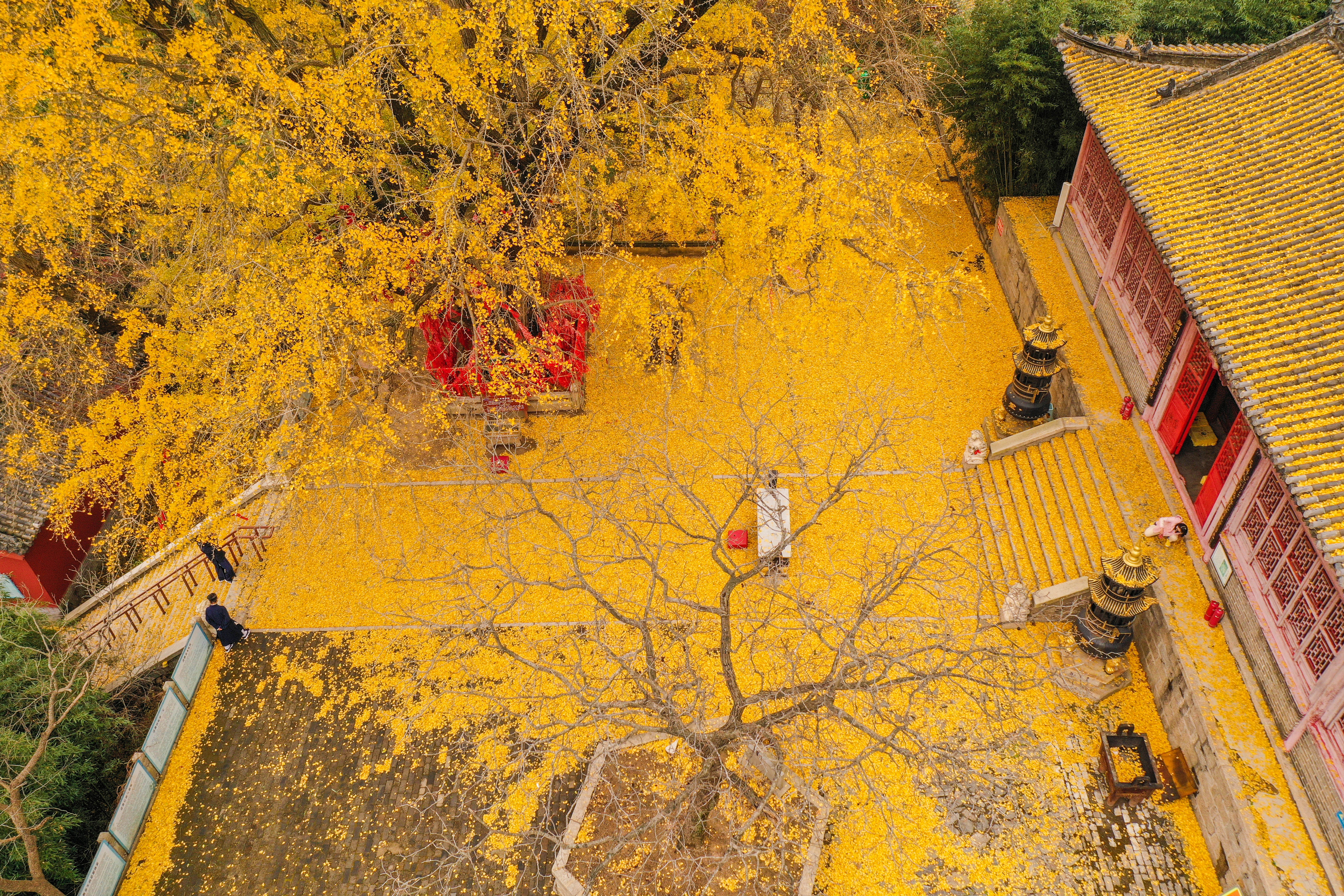 The ancient ginkgo tree at Shengshui Taoist Temple is a source of endless joy and amusement for visitors. [Photo by Li Xinjun/for chinadaily.com.cn]