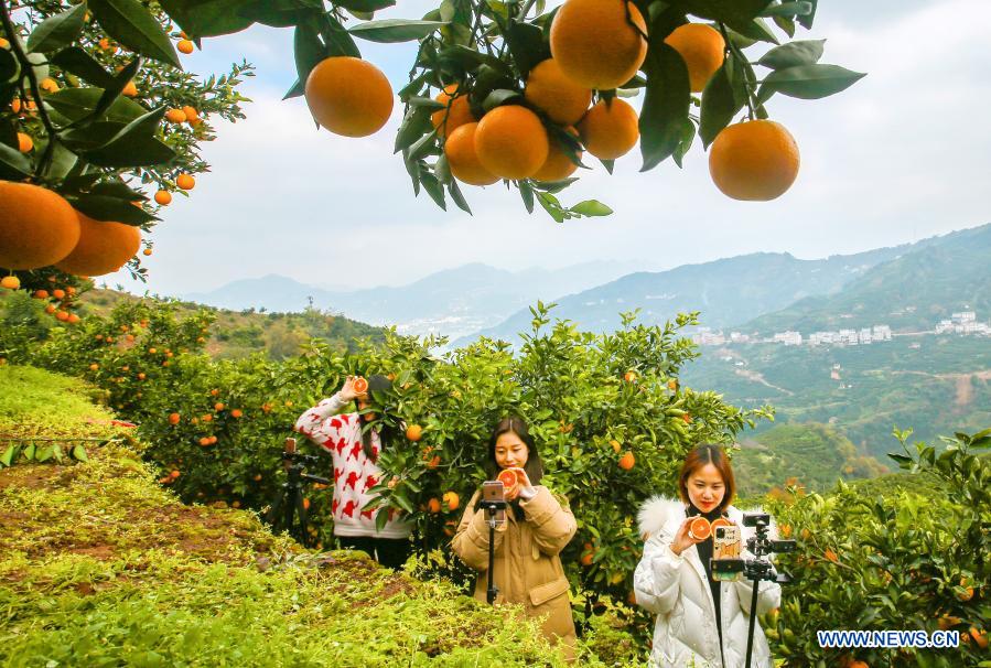 E-commerce livestreamers promote navel oranges at an orange plantation in Leigutai Village of Guojiaba Township in Zigui County, central China