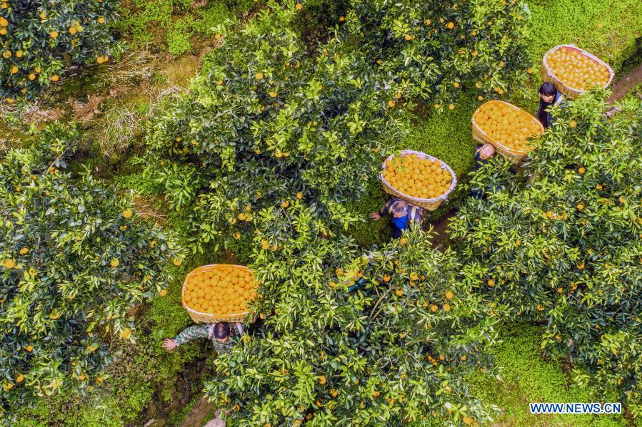 Aerial photo shows farmers harvesting navel oranges at an orange plantation in Leigutai Village of Guojiaba Township in Zigui County, central China