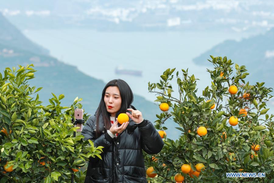 An e-commerce livestreamer promotes navel oranges at an orange plantation in Leigutai Village of Guojiaba Township in Zigui County, central China