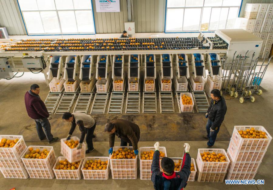 Aerial photo shows staff members sorting navel oranges at an e-commerce company in Zigui County, central China