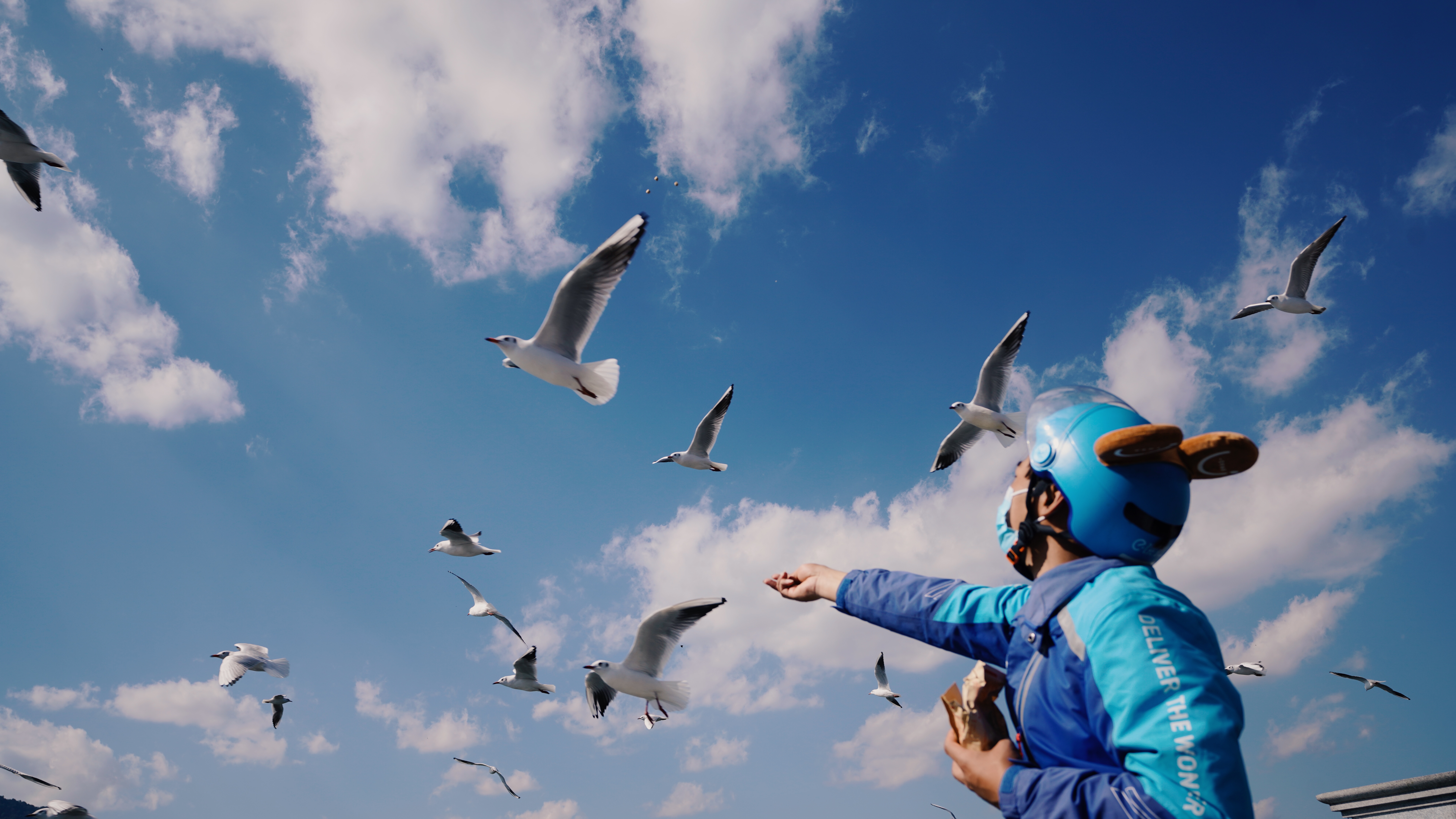 More than 3,000 Chinese netizens order takeout for black-headed gulls in Kunming, China