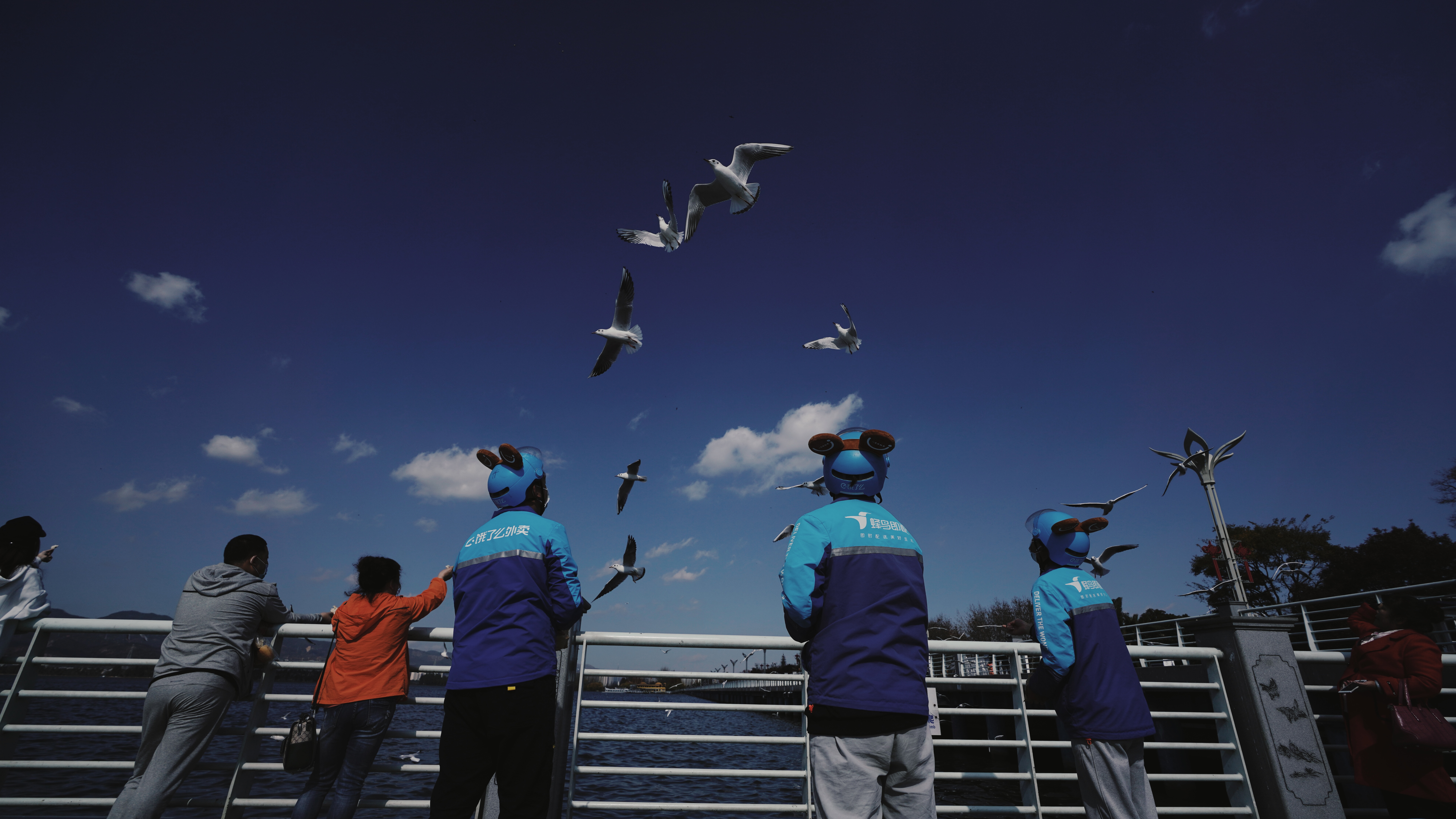 More than 3,000 Chinese netizens order takeout for black-headed gulls in Kunming, China