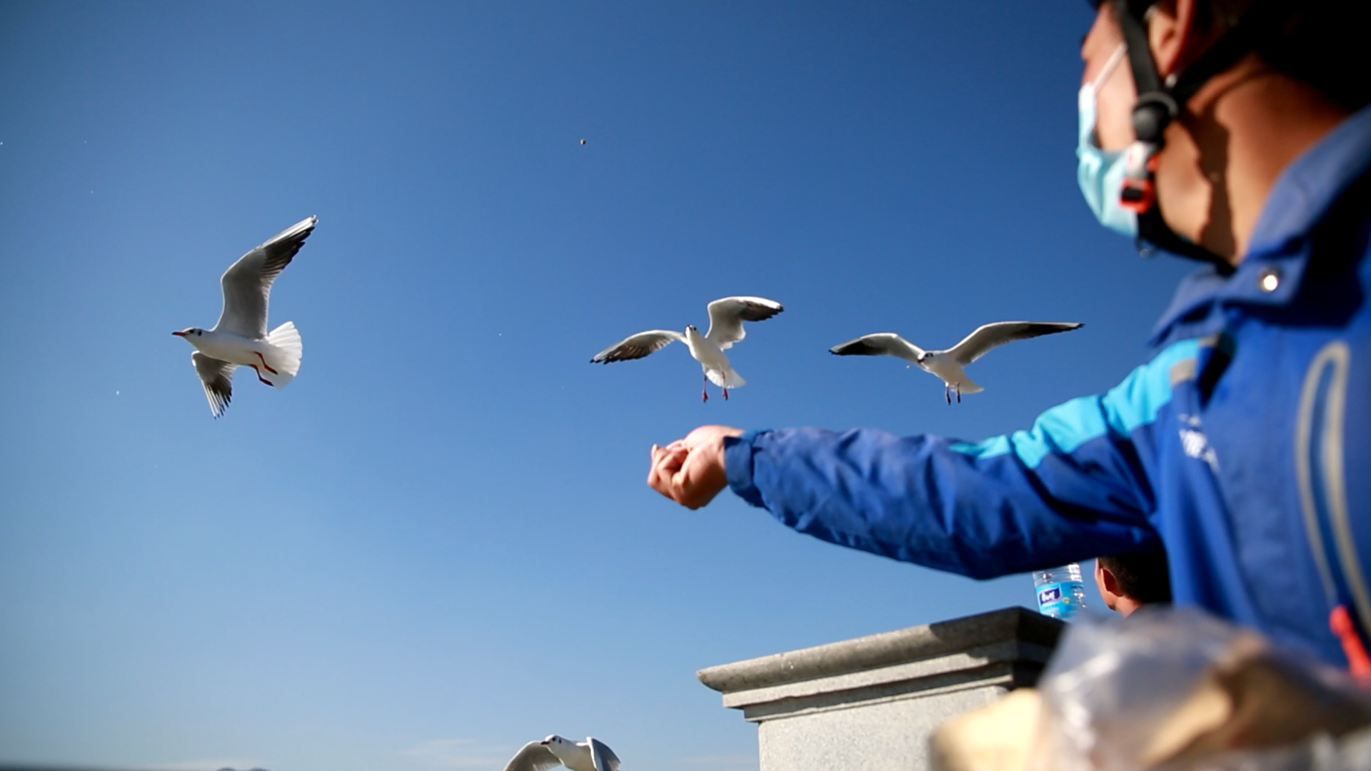 More than 3,000 Chinese netizens order takeout for black-headed gulls in Kunming, China