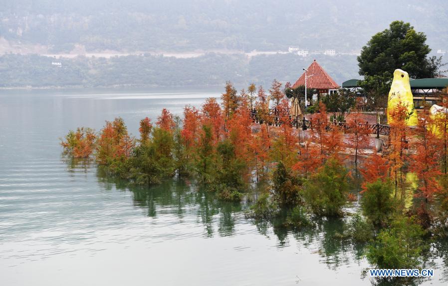 Photo taken on Dec. 10, 2020 shows scenery of taxodium trees near the Yangtze River in Dazhou Town, Wanzhou District of southwest China