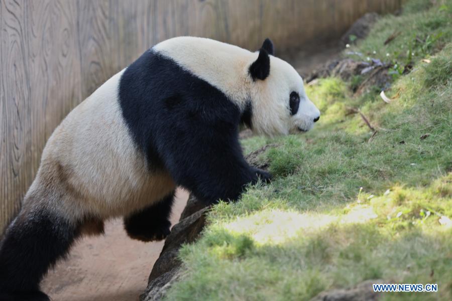 Giant panda Gong Gong plays at the Hainan Tropical Wildlife Park and Botanical Garden in Haikou, south China