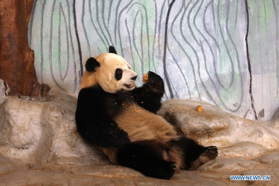 Giant panda Shun Shun has desserts at the Hainan Tropical Wildlife Park and Botanical Garden in Haikou, south China